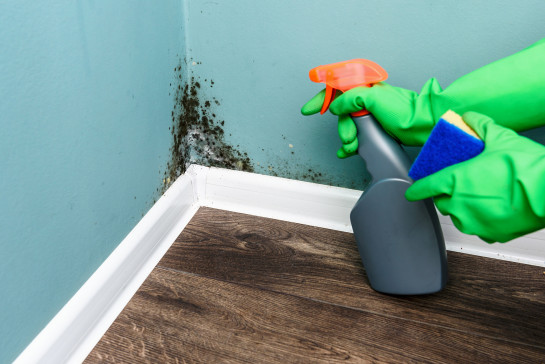 Mould and pest control 1023988243